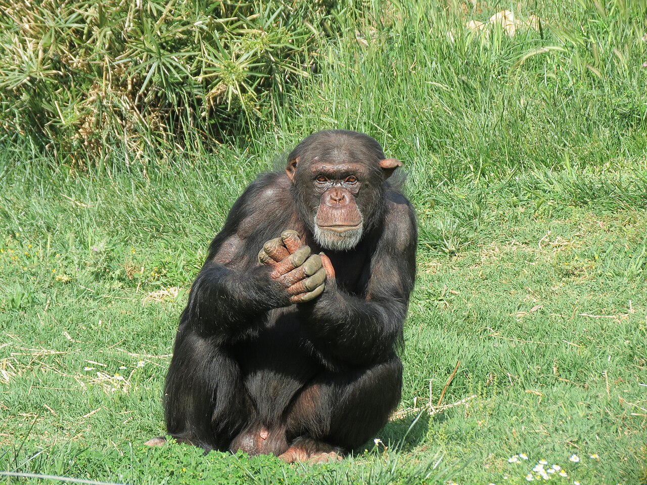 Attica Zoological Park