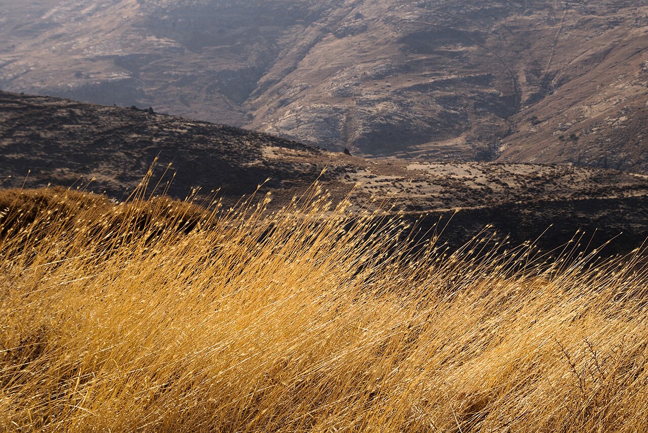 Petrified Forest of Lesvos - Bali Alonia Park
