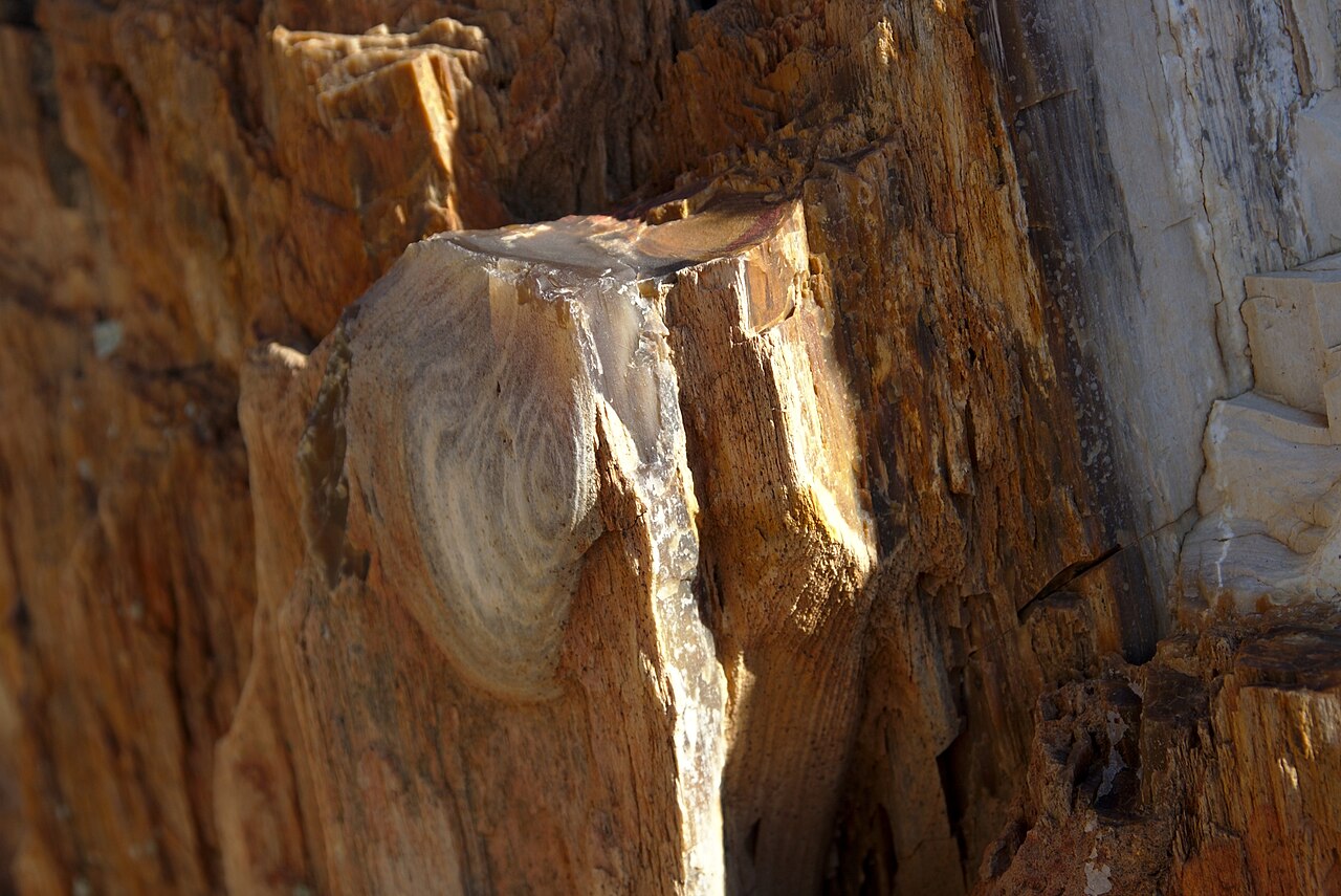 Petrified Forest of Lesvos